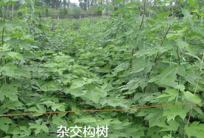 養(yǎng)豬用禾本科牧草、飼料苧麻、構(gòu)樹、飼料桑樹哪種牧草品種更好?