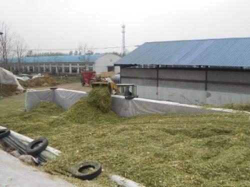 青貯飼料制作的黃金期 掌握關鍵技術，成就優(yōu)質(zhì)飼料